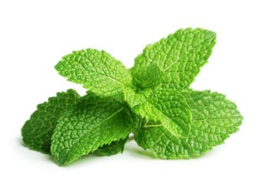MENTHOL - Georgette Klinger