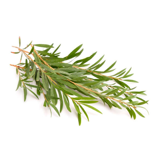 TEA TREE OIL - Georgette Klinger