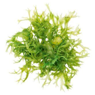 What Can Plankton Do For Your Skin? | Ingredients Skincare Benefits