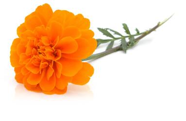 MARIGOLD - Georgette Klinger