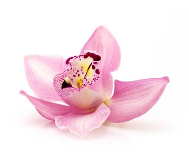 ORCHID - Georgette Klinger