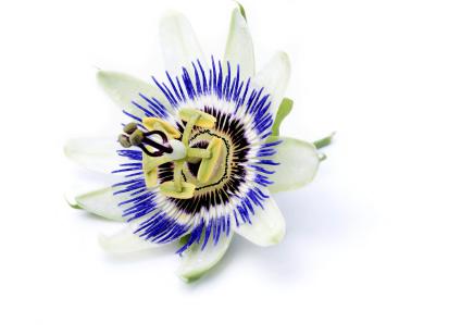 PASSION FLOWER - Georgette Klinger