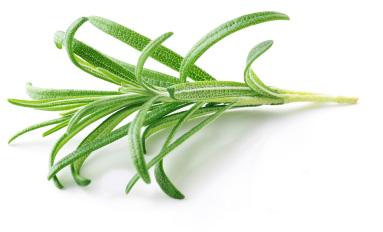 ROSEMARY - Georgette Klinger