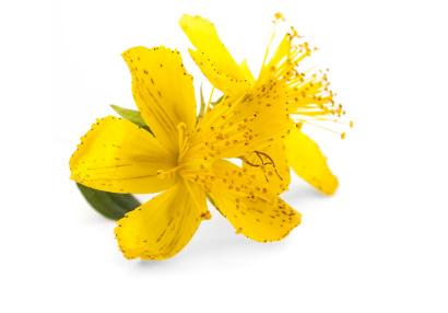 ST JOHNS WORT - Georgette Klinger